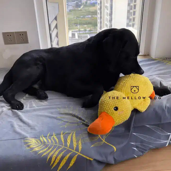 Soothing Duck Toy